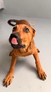 CLAY Image 2